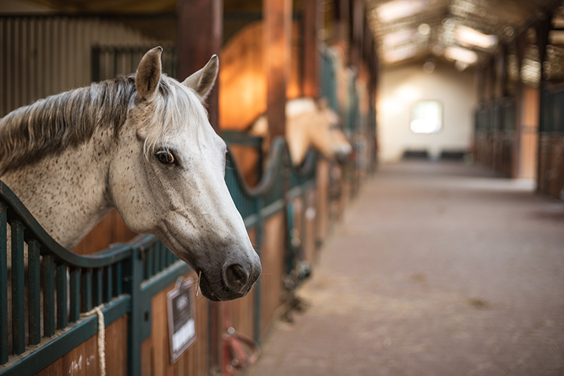 Equine Farm Equipment